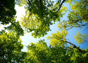 Parks & Grünflächen